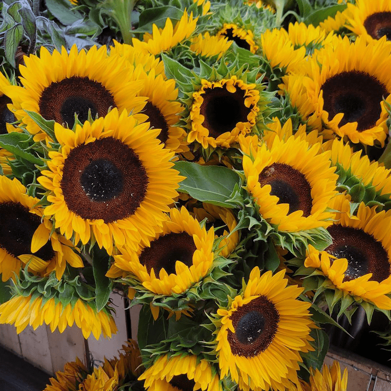 Author shares a picture of sunflowers at a flower shop | 28 Lessons To Celebrate 28 Years of Life